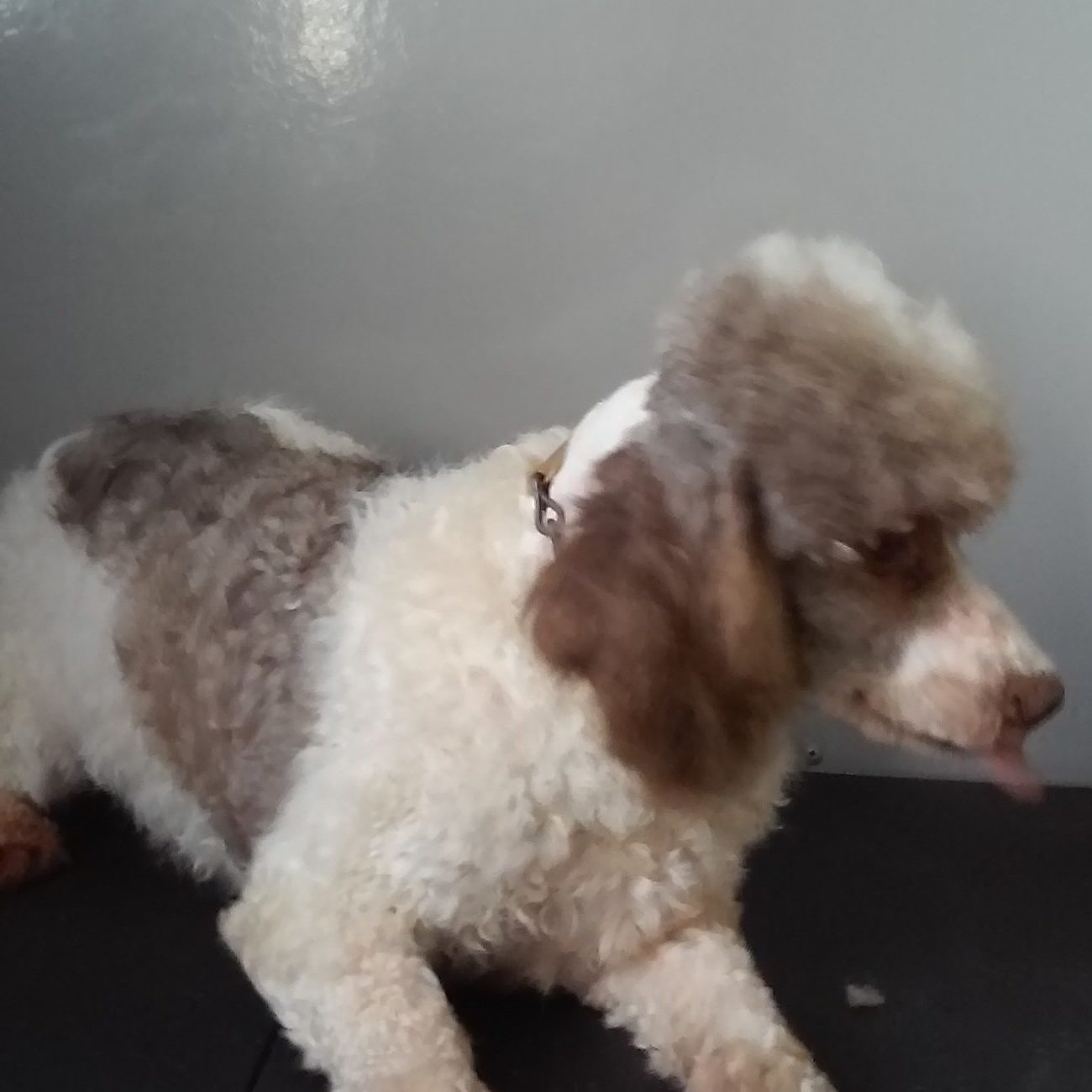 Charlie is a 12 pound miniature Male Poodle with a good personality, loves children. He is a lot of fun. He is the father of the Mini Bernedoodles.